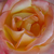 Giallo - rosa - Rose Ibridi di Tea - Emeraude d'Or